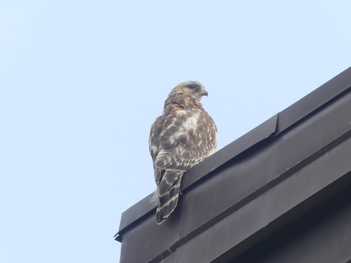 Red-shouldered Hawk - ML637208848