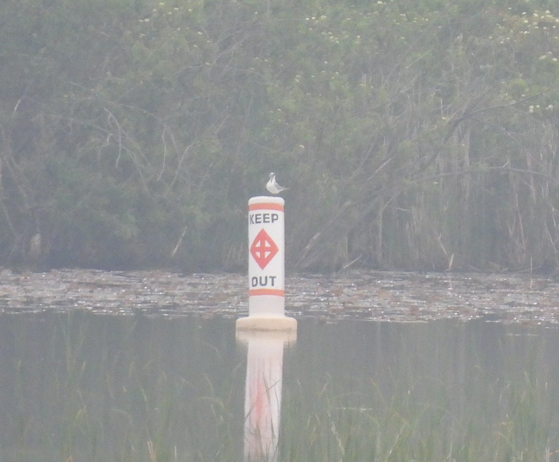 Forster's Tern - ML637208871