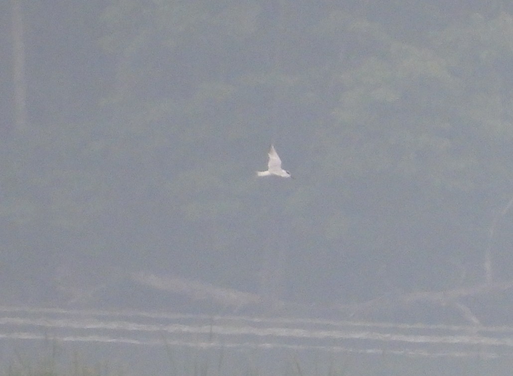 Forster's Tern - ML637208881