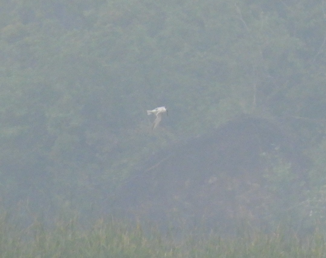 Forster's Tern - ML637208885