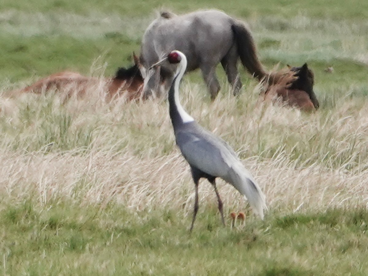 White-naped Crane - ML637208897