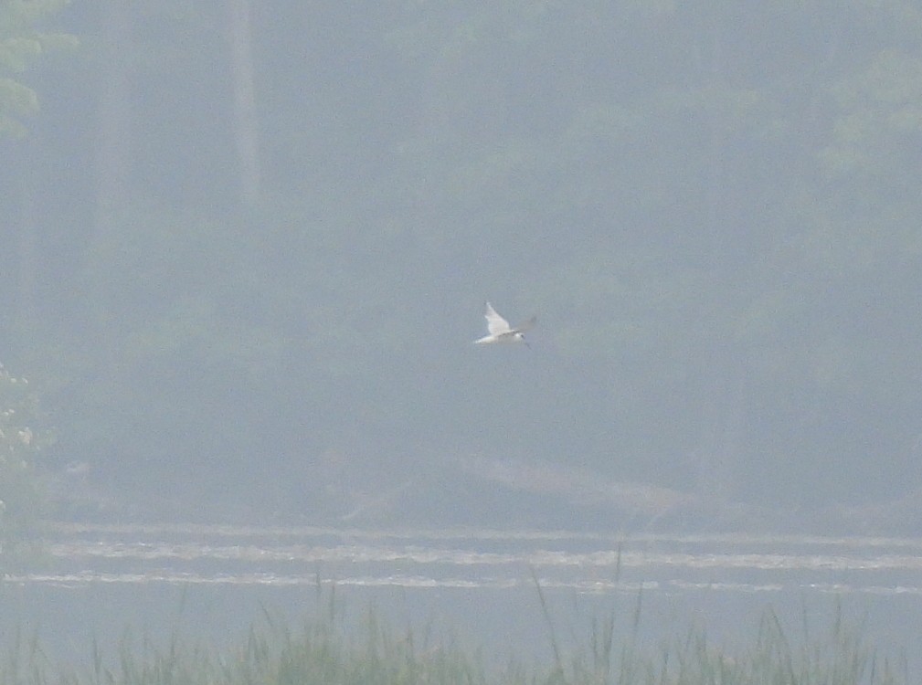 Forster's Tern - ML637208952