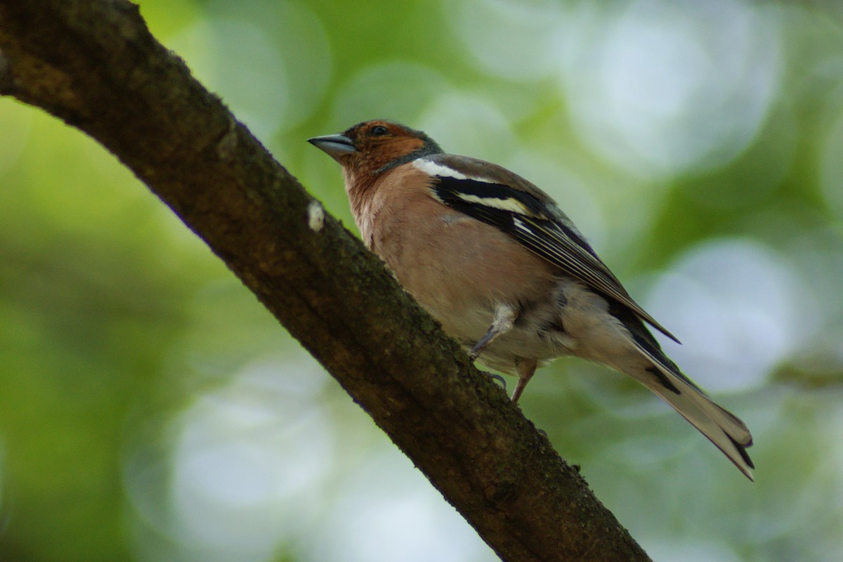Common Chaffinch - ML637208983