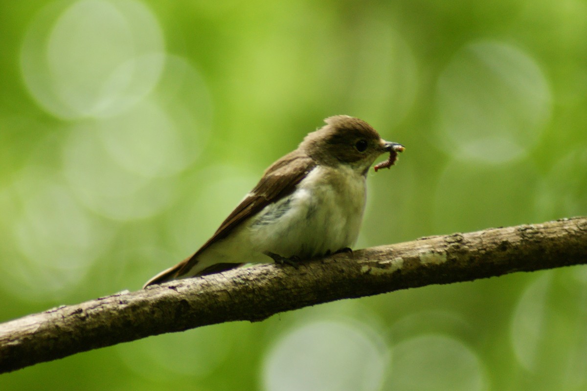 European Pied Flycatcher - ML637208992