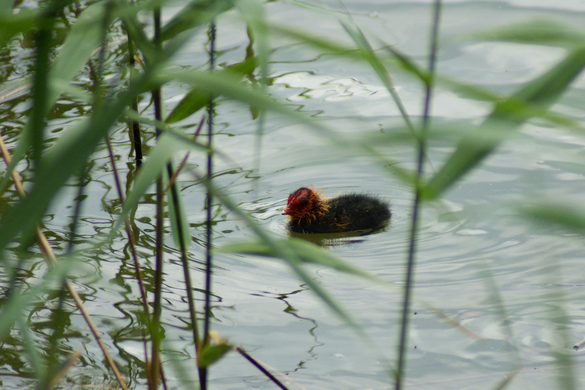 Eurasian Coot - ML637209048