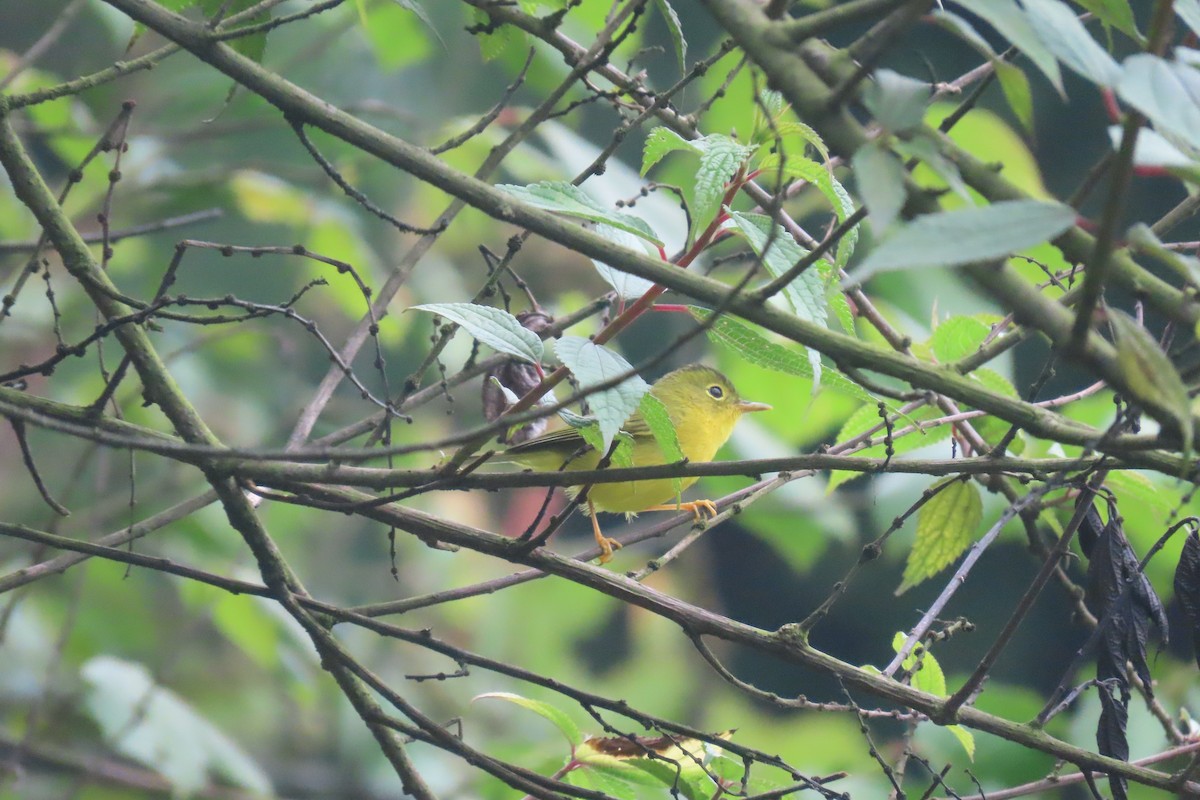 Green-crowned Warbler - ML637209090