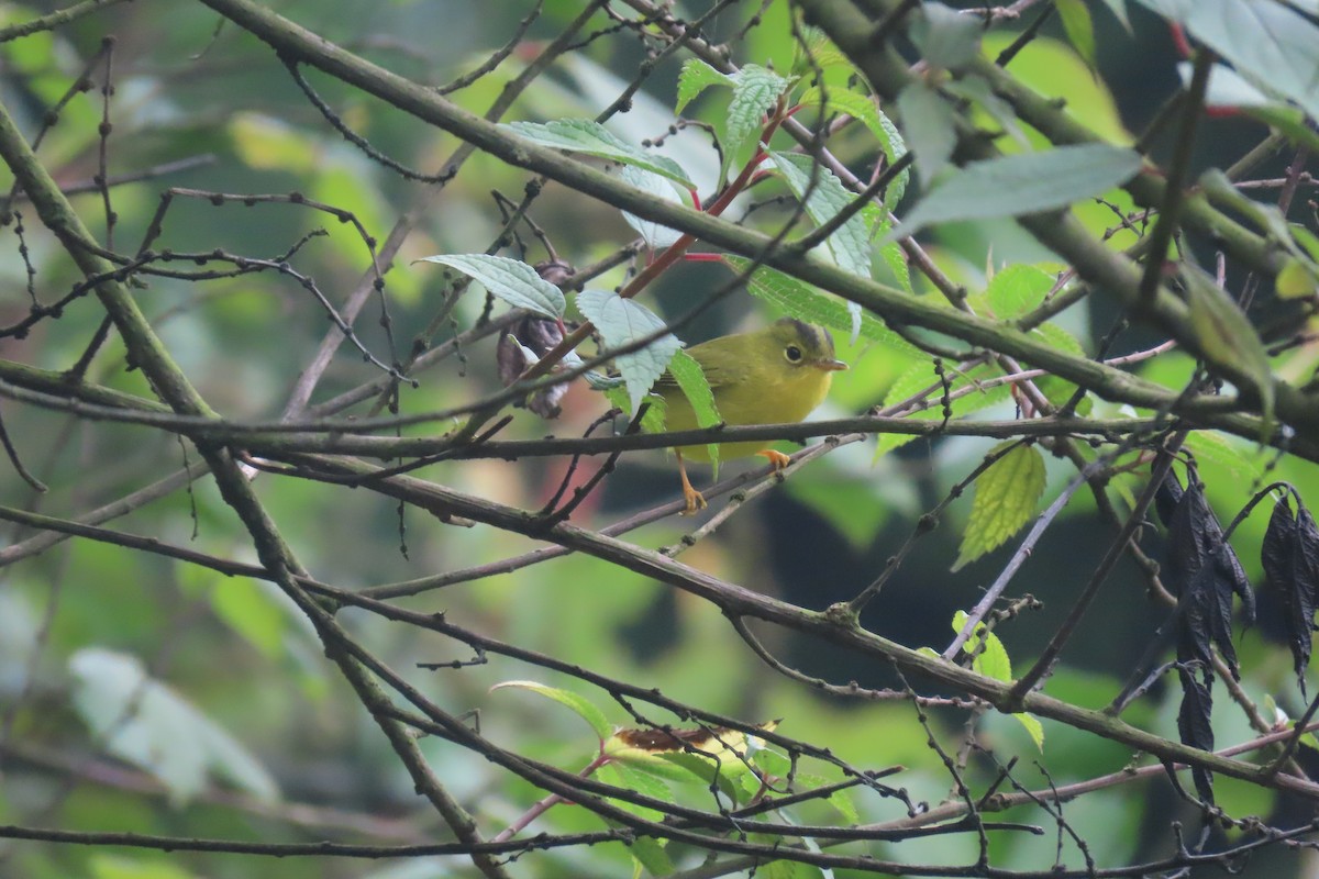 Green-crowned Warbler - ML637209095