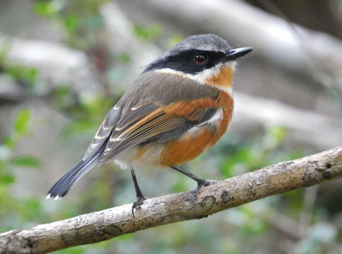 Cape Batis (Cape) - ML637209188