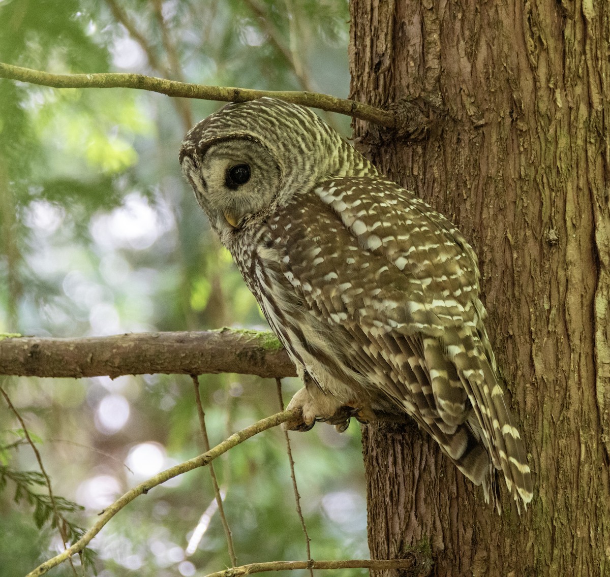 Barred Owl - ML637209300
