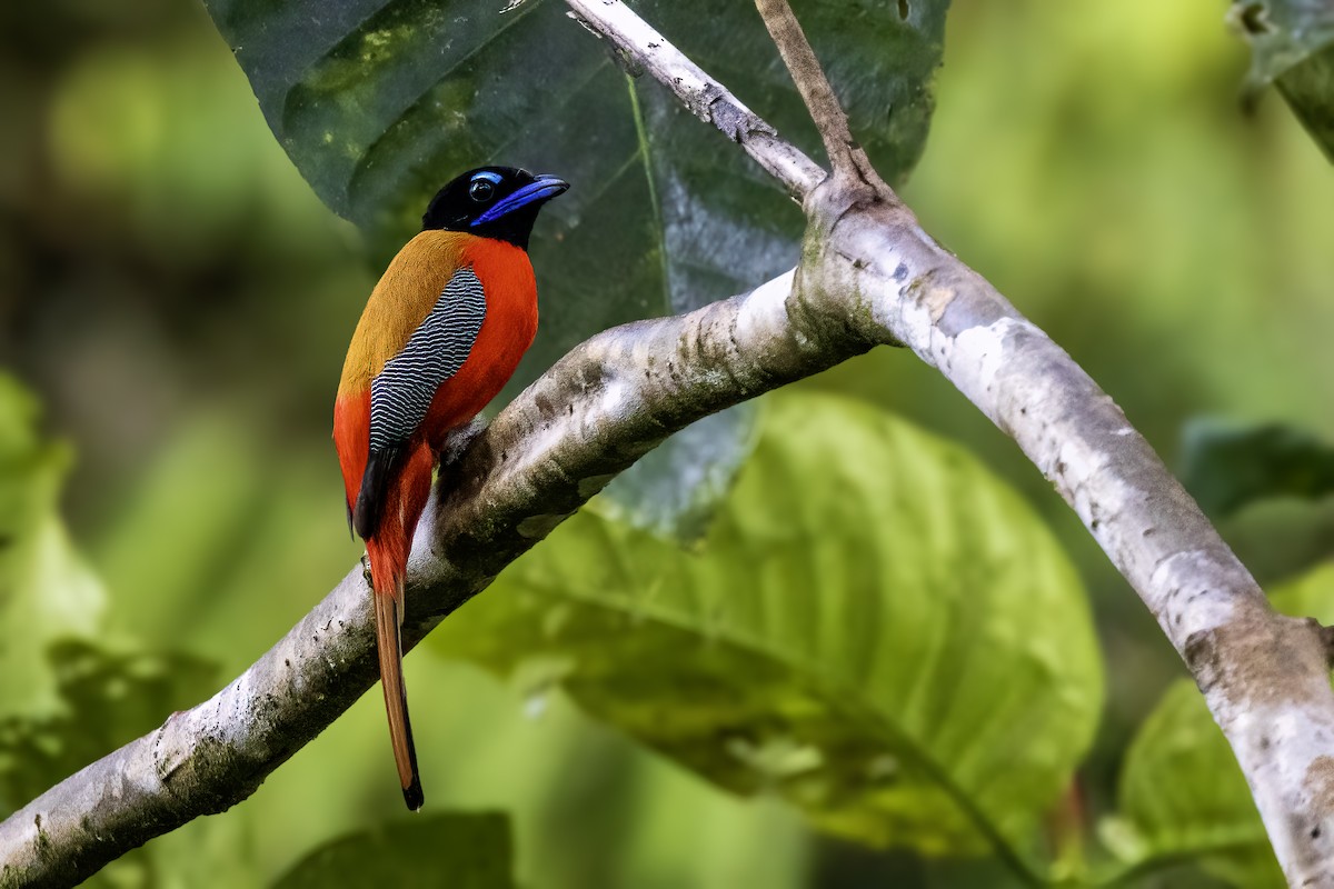 Scarlet-rumped Trogon - ML637209366