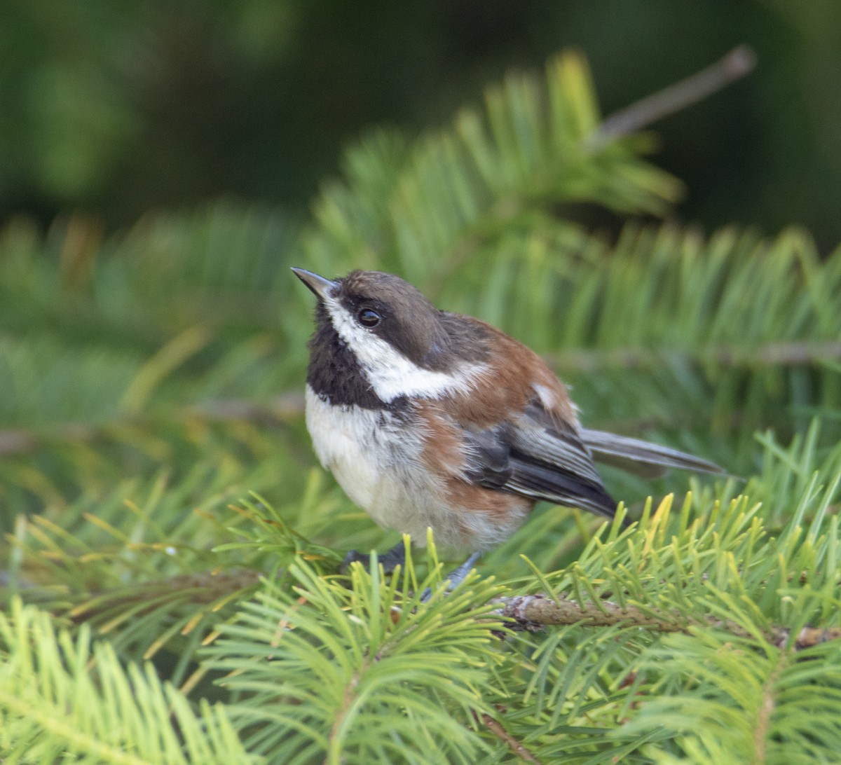 Chestnut-backed Chickadee - ML637209378