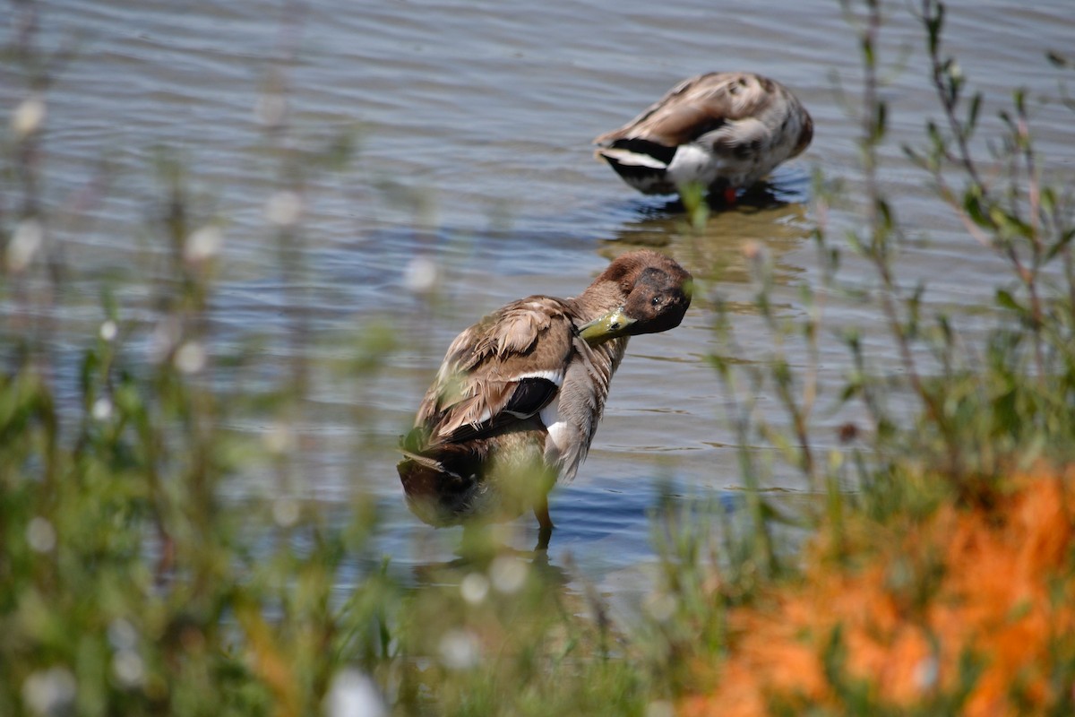 Mallard - ML637209393