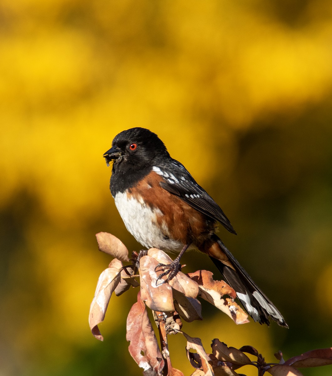 Spotted Towhee - ML637209399