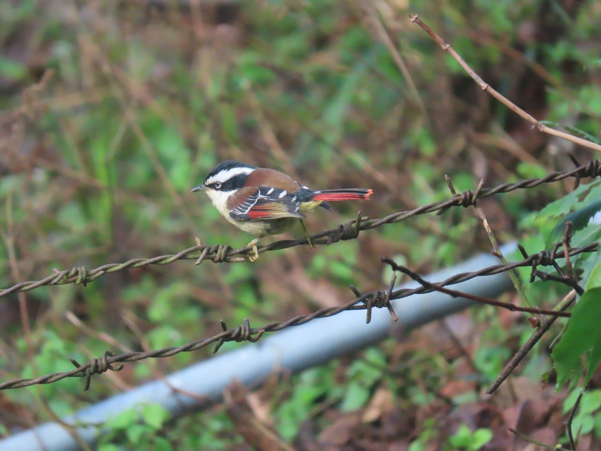 Red-tailed Minla - ML637209408