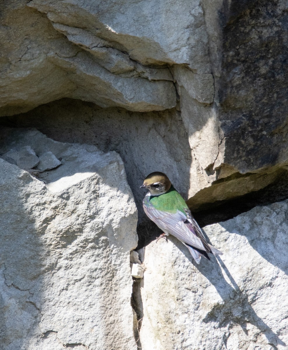 Violet-green Swallow - ML637209432