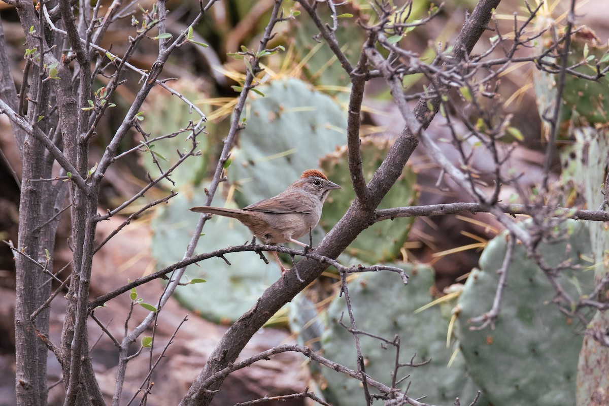 Rufous-crowned Sparrow - ML637209543