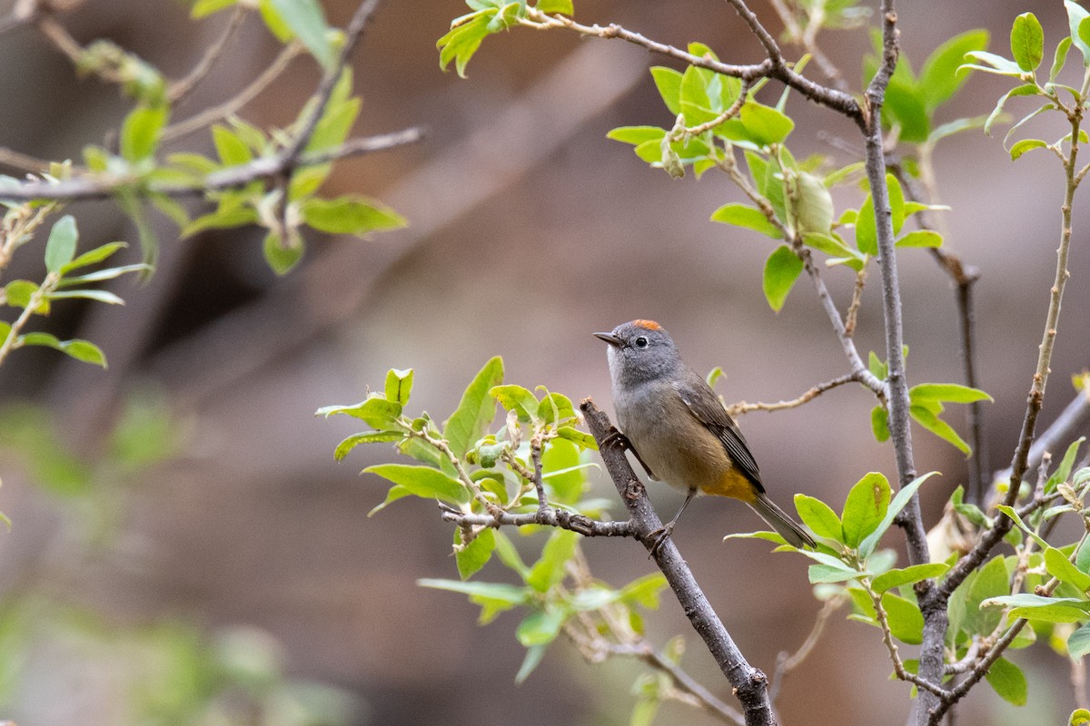 Colima Warbler - ML637209562