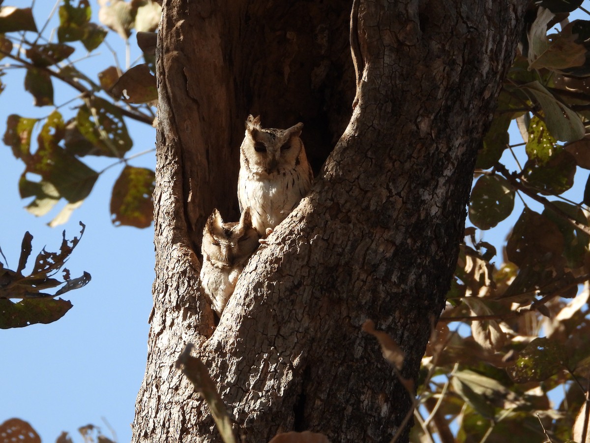 Indian Scops-Owl - ML637209673