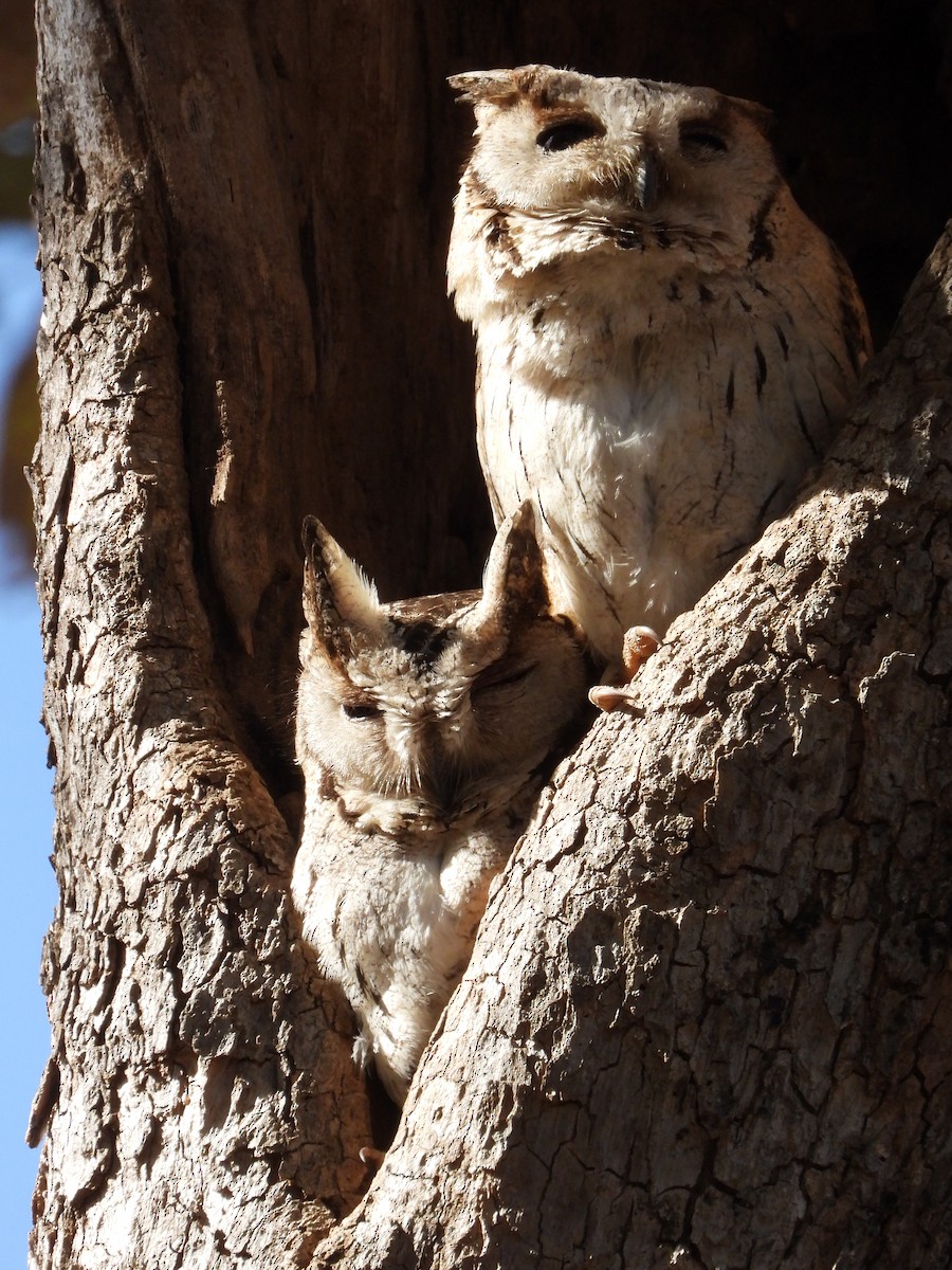 Indian Scops-Owl - ML637209675