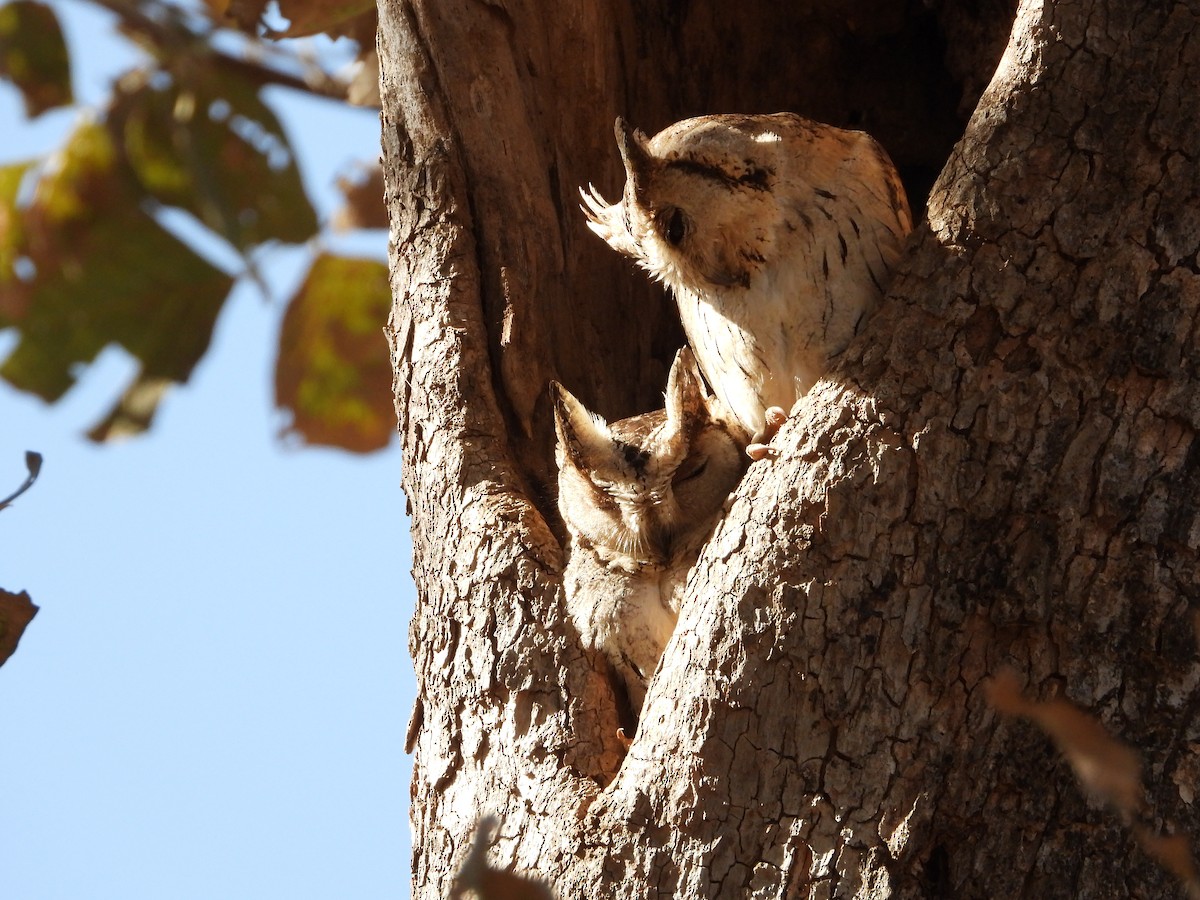 Indian Scops-Owl - ML637209677