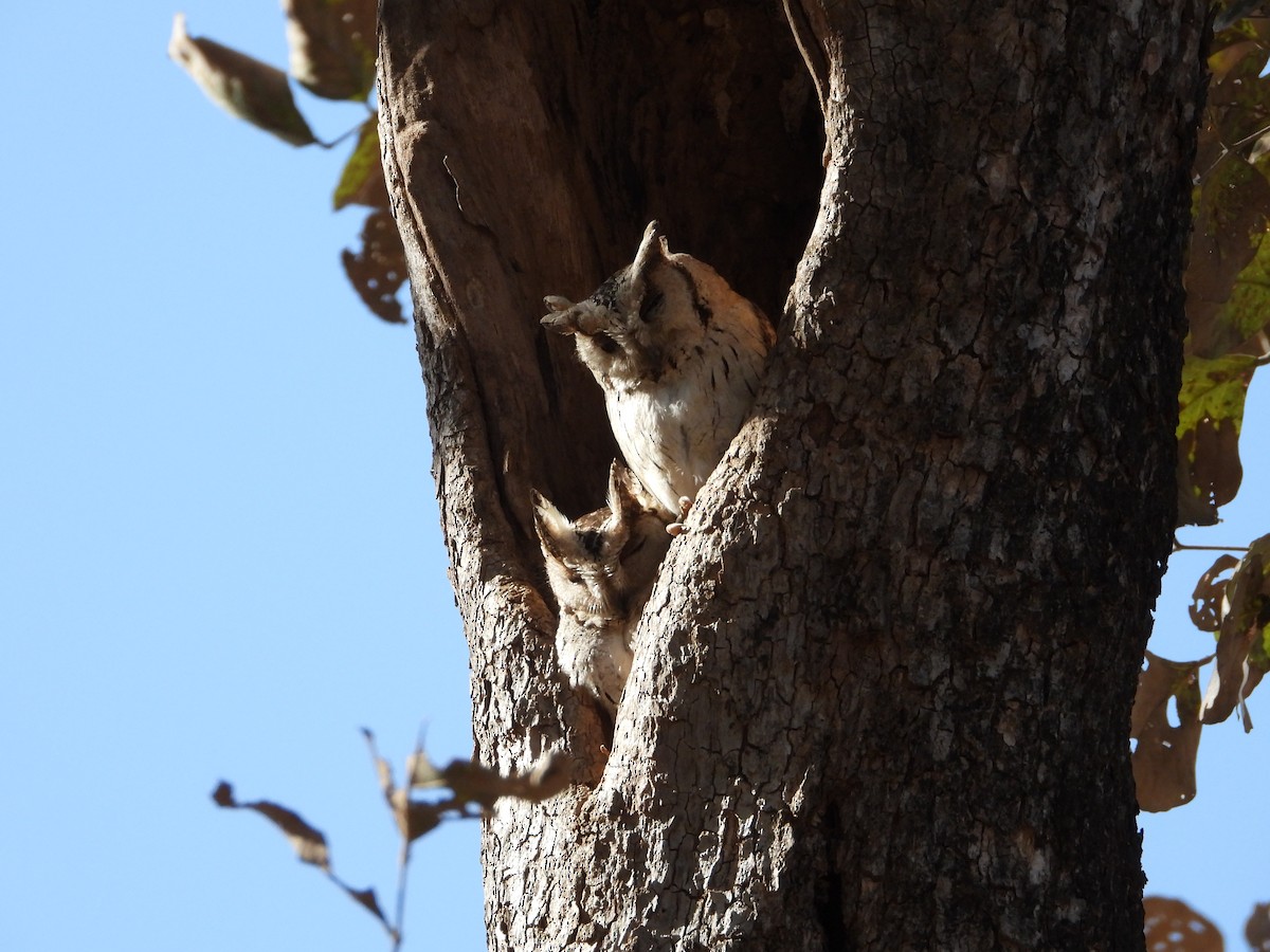 Indian Scops-Owl - ML637209678