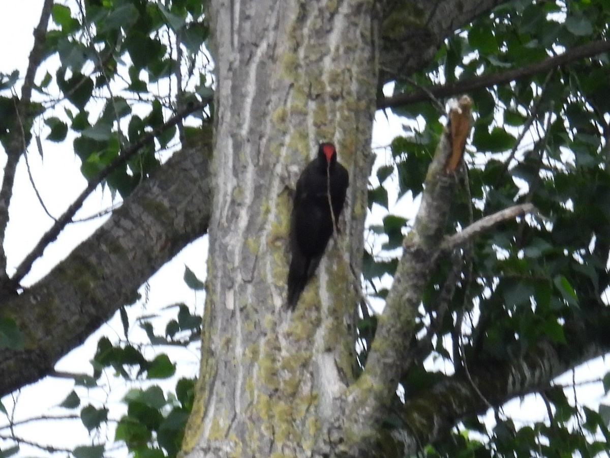Black Woodpecker - ML637209690