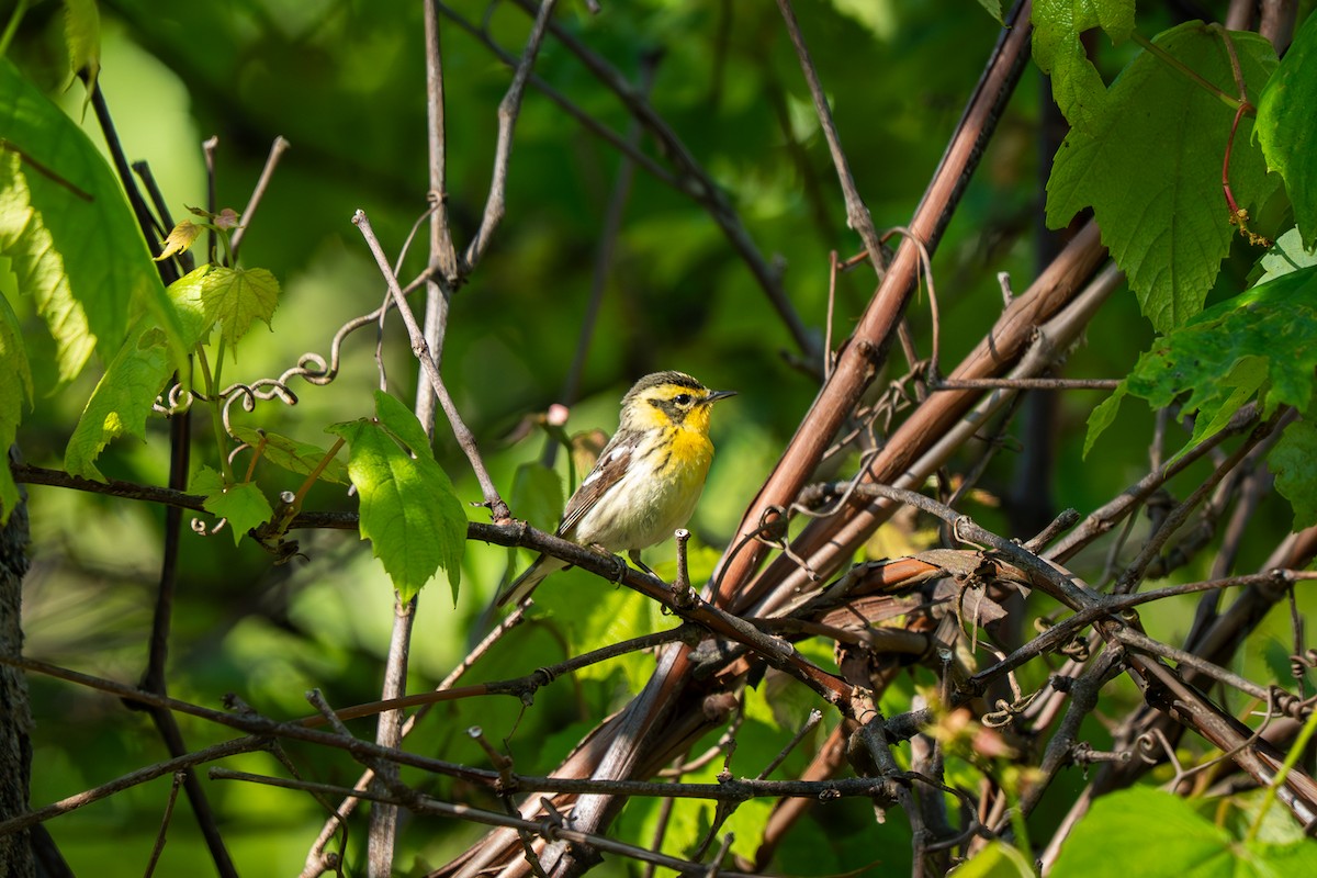 Blackburnian Warbler - ML637209691