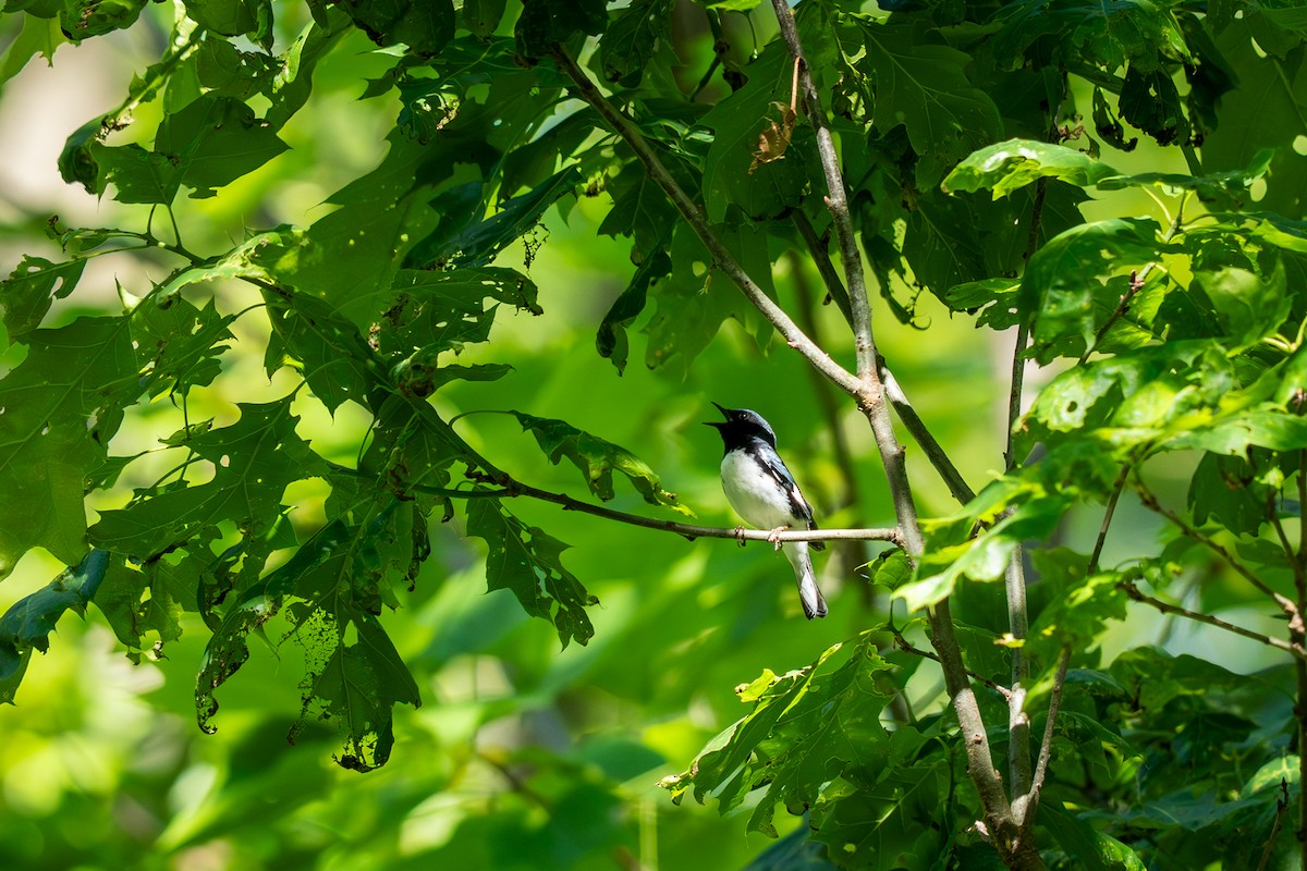Black-throated Blue Warbler - ML637209695