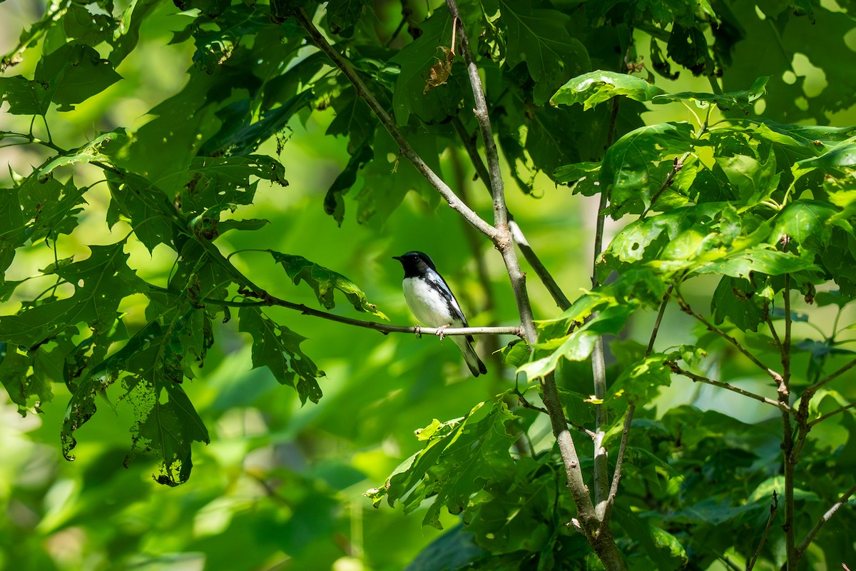 Black-throated Blue Warbler - ML637209696