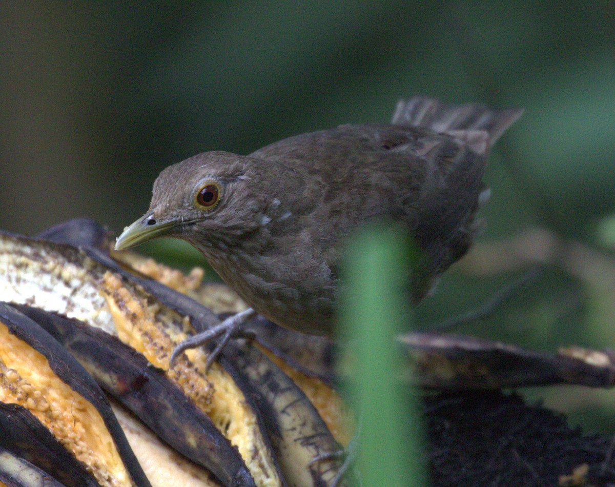 Ecuadorian Thrush - ML637209701
