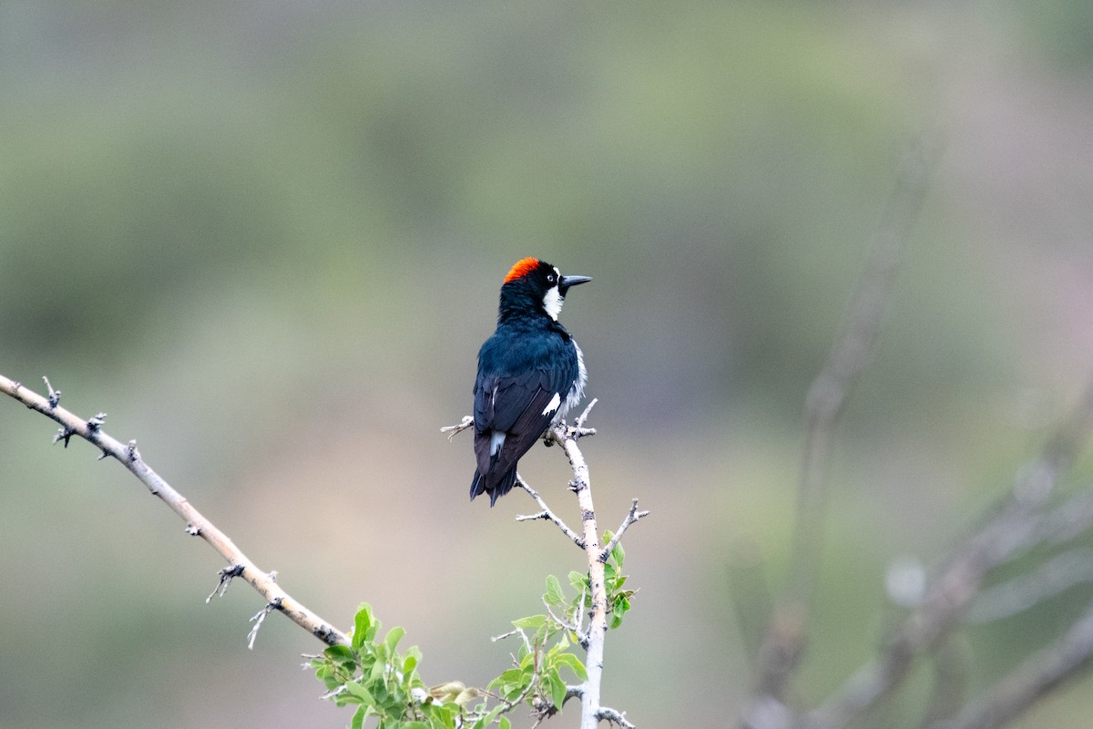 Acorn Woodpecker - ML637209703