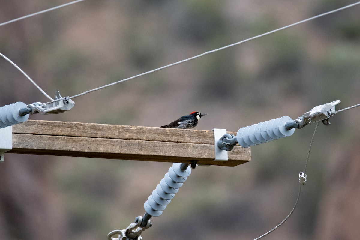 Acorn Woodpecker - ML637209704