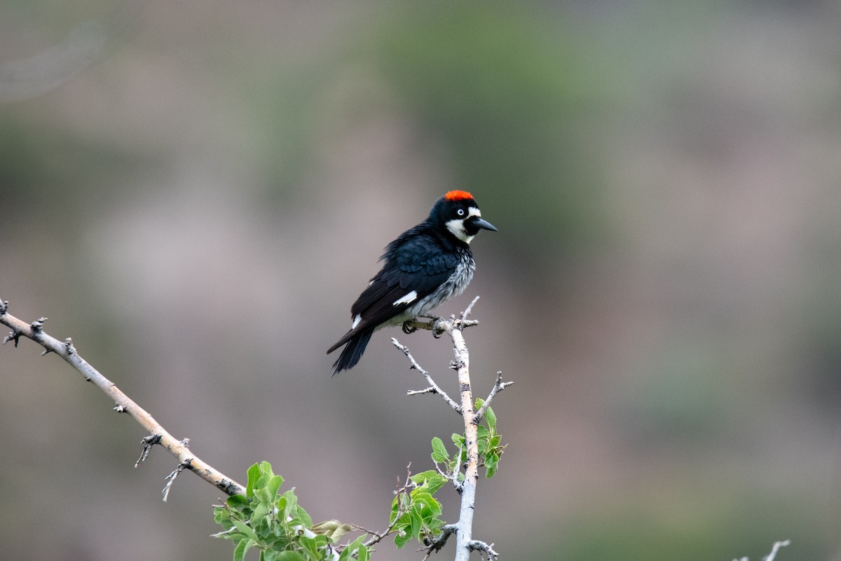 Acorn Woodpecker - ML637209705