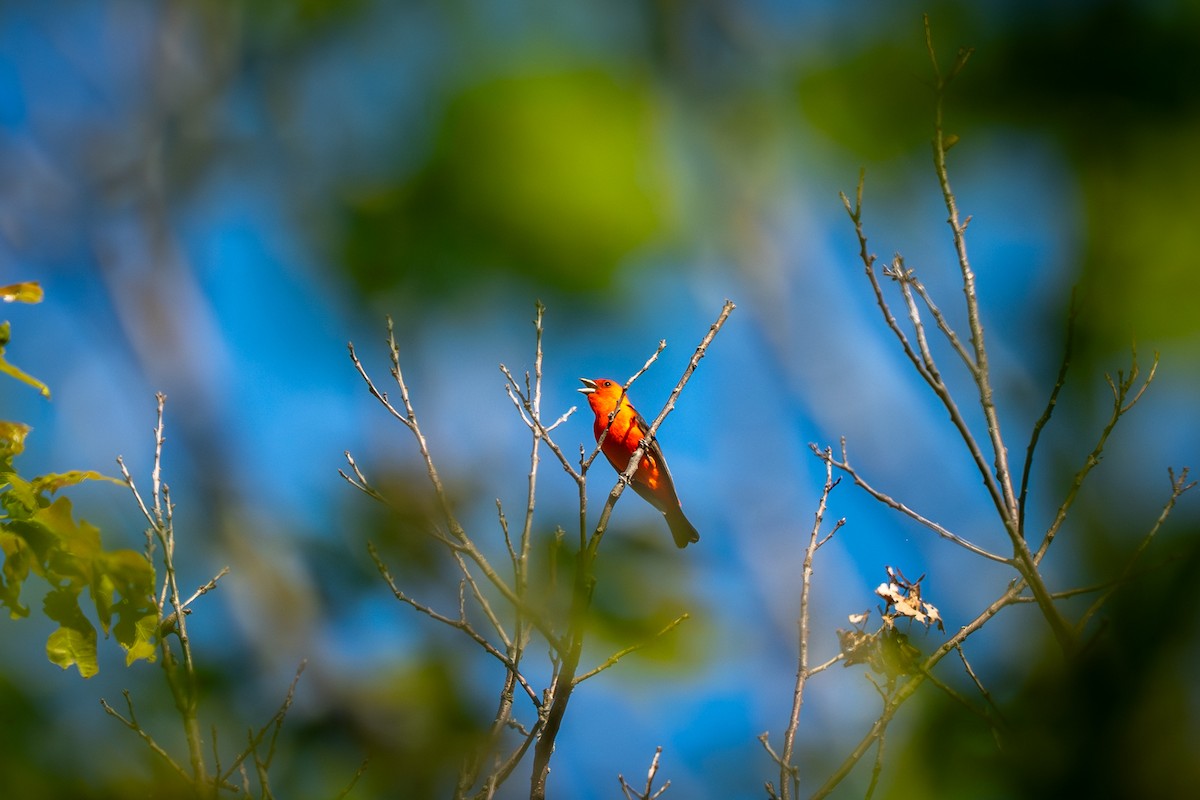 Scarlet Tanager - ML637209708