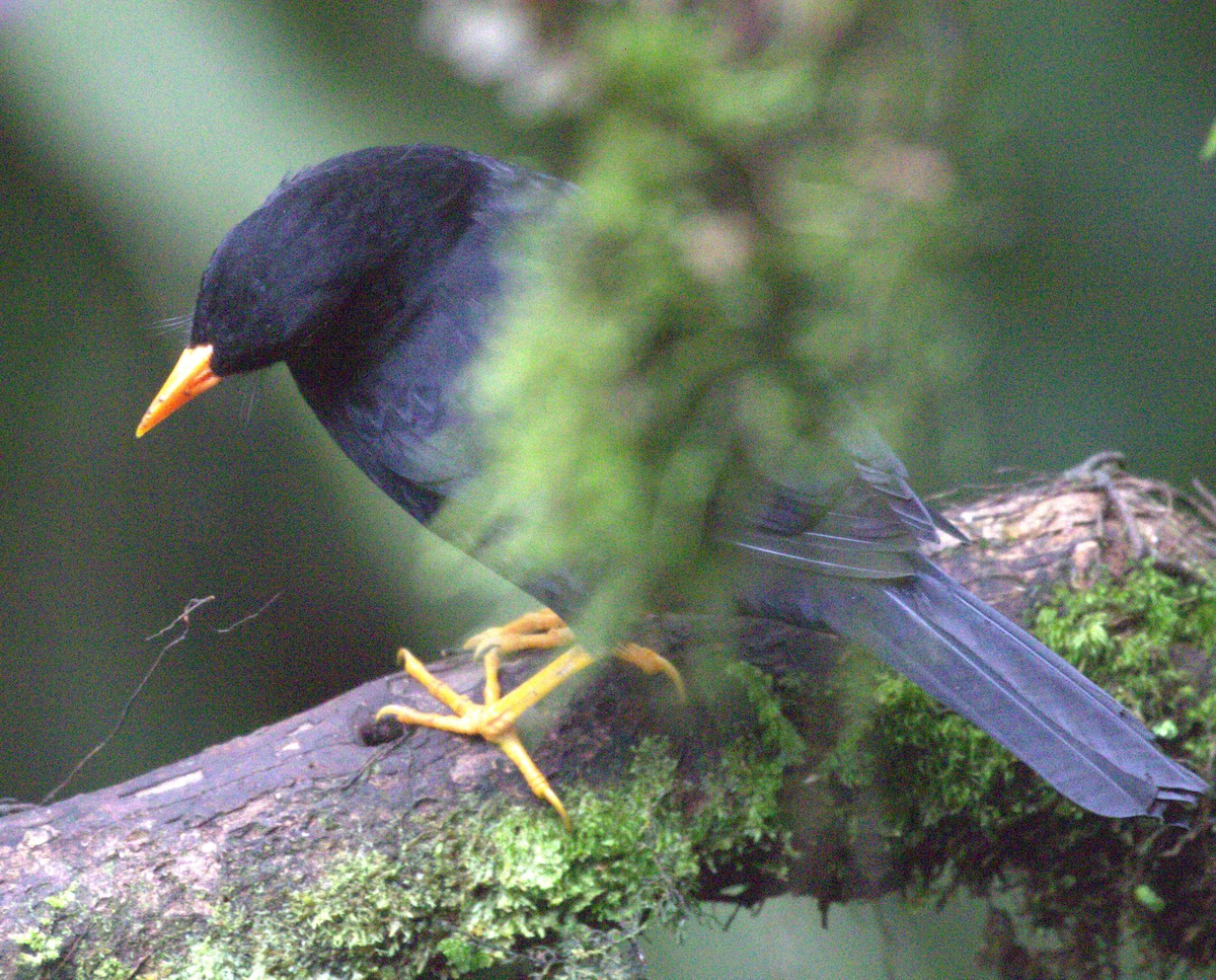 Glossy-black Thrush - ML637209729