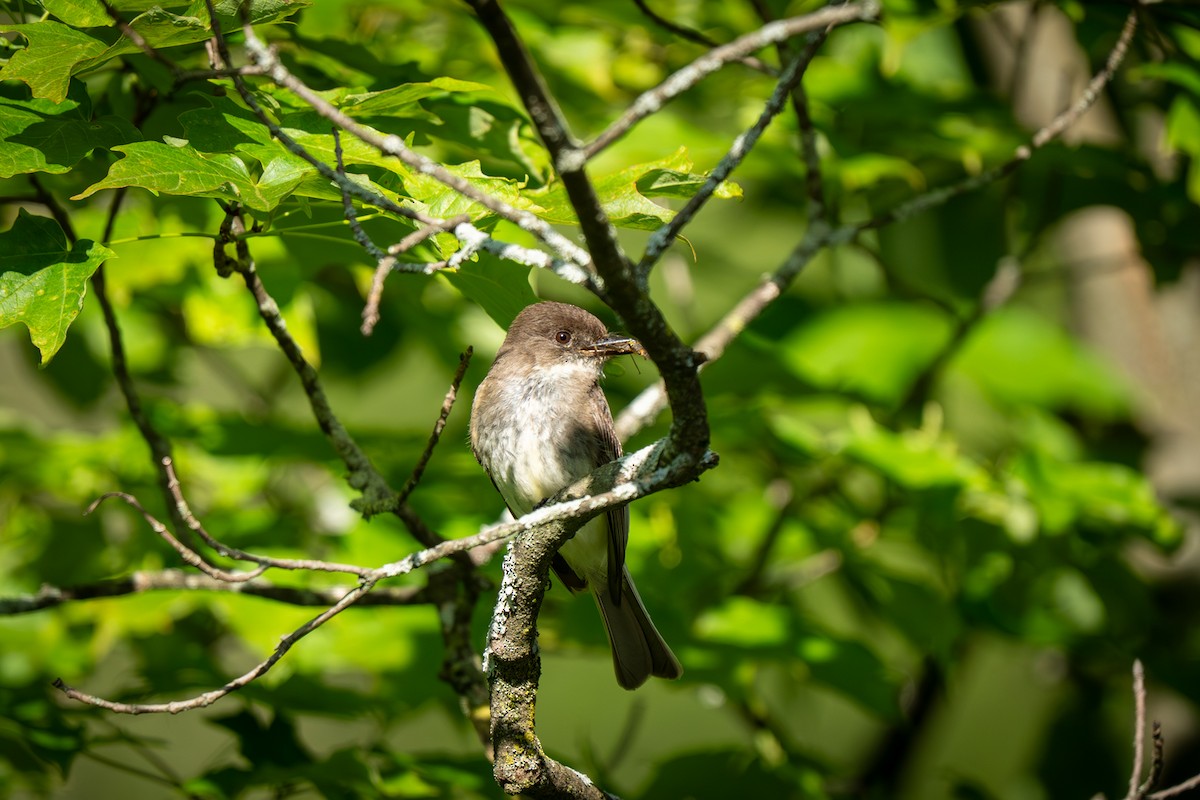 Eastern Phoebe - ML637209730