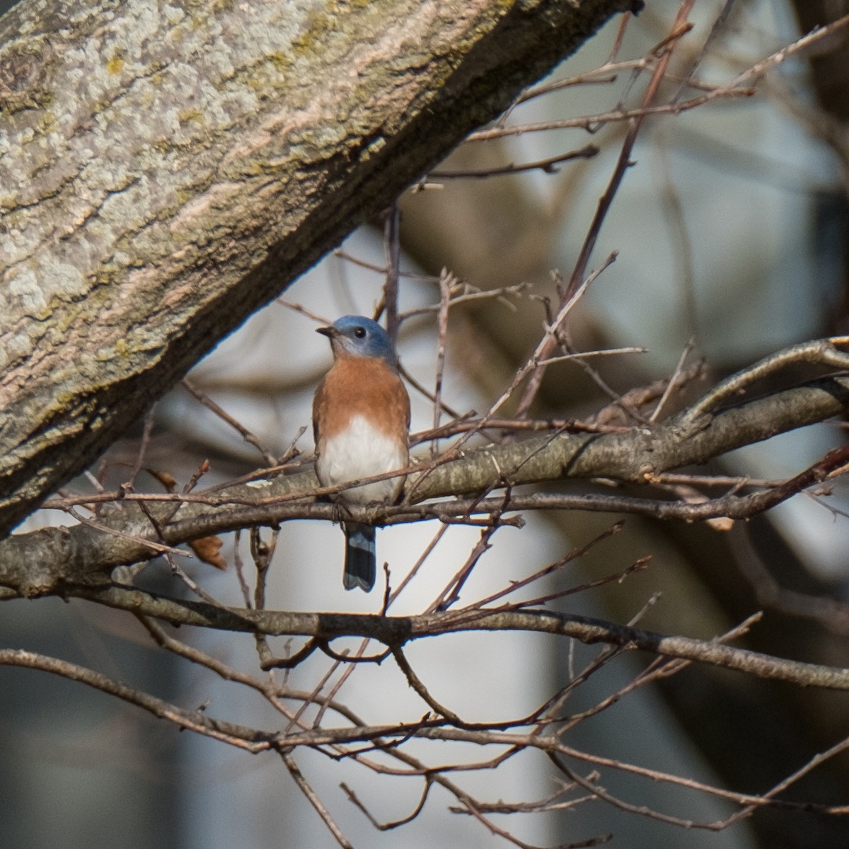 Eastern Bluebird - ML637209733