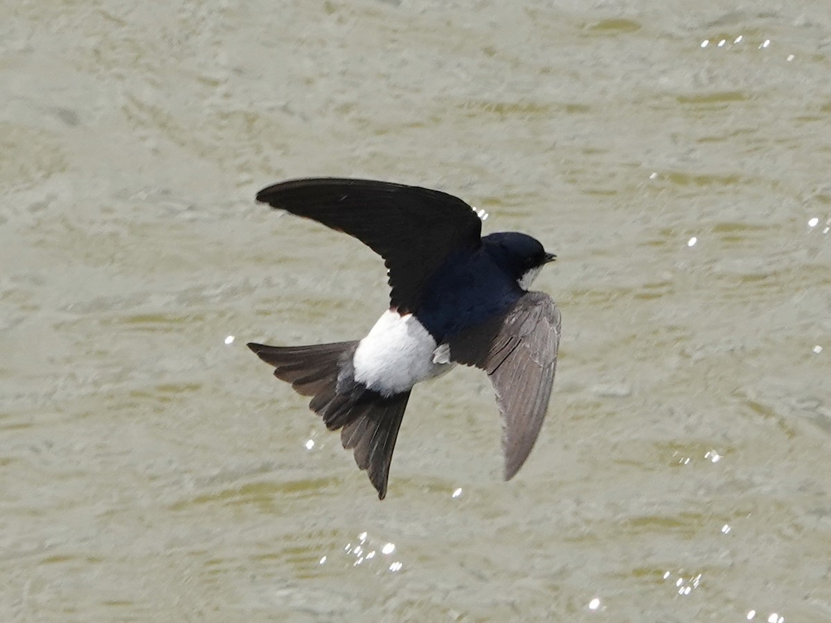 Western House-Martin - ML637209747