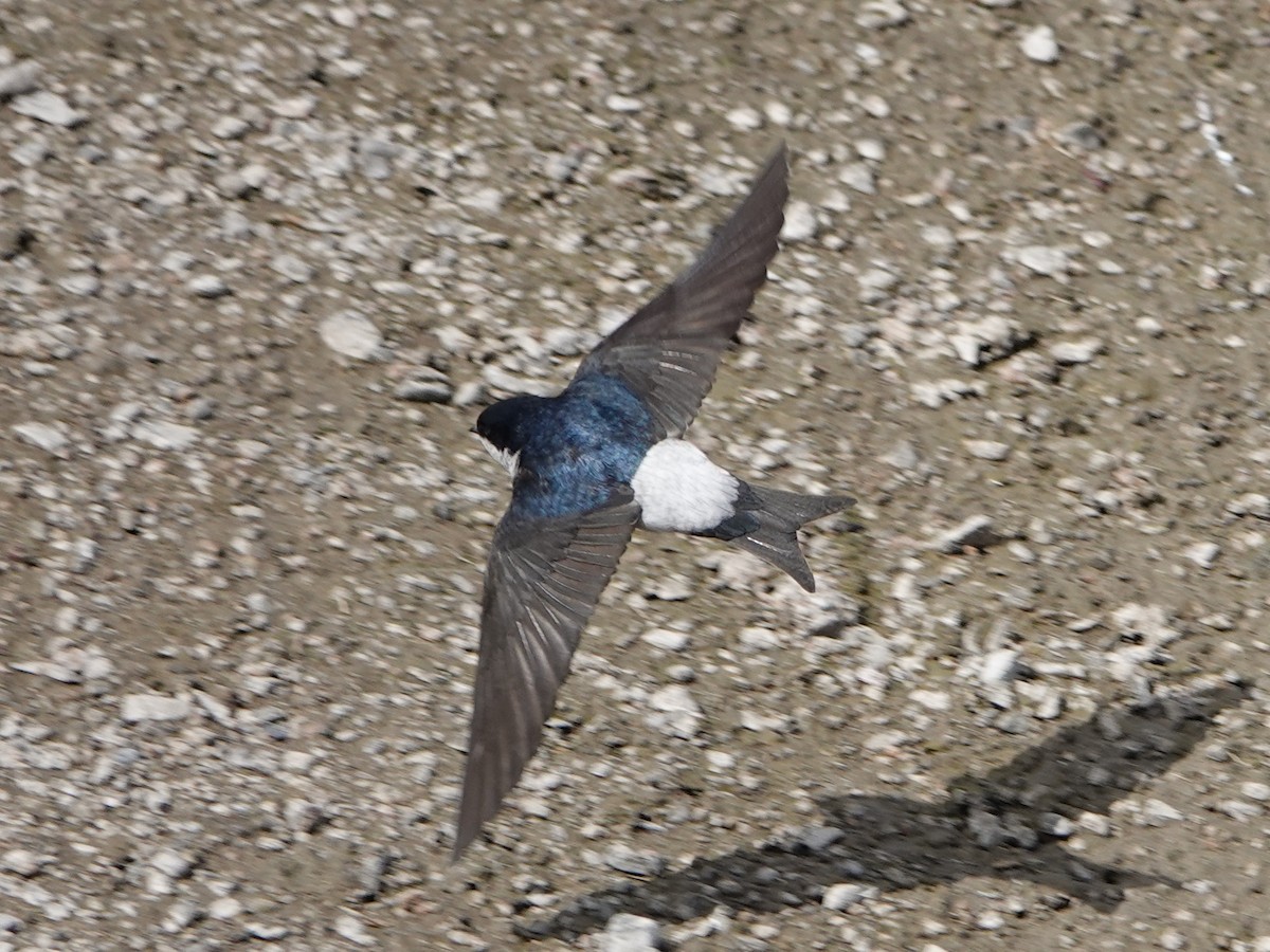 Western House-Martin - ML637209748