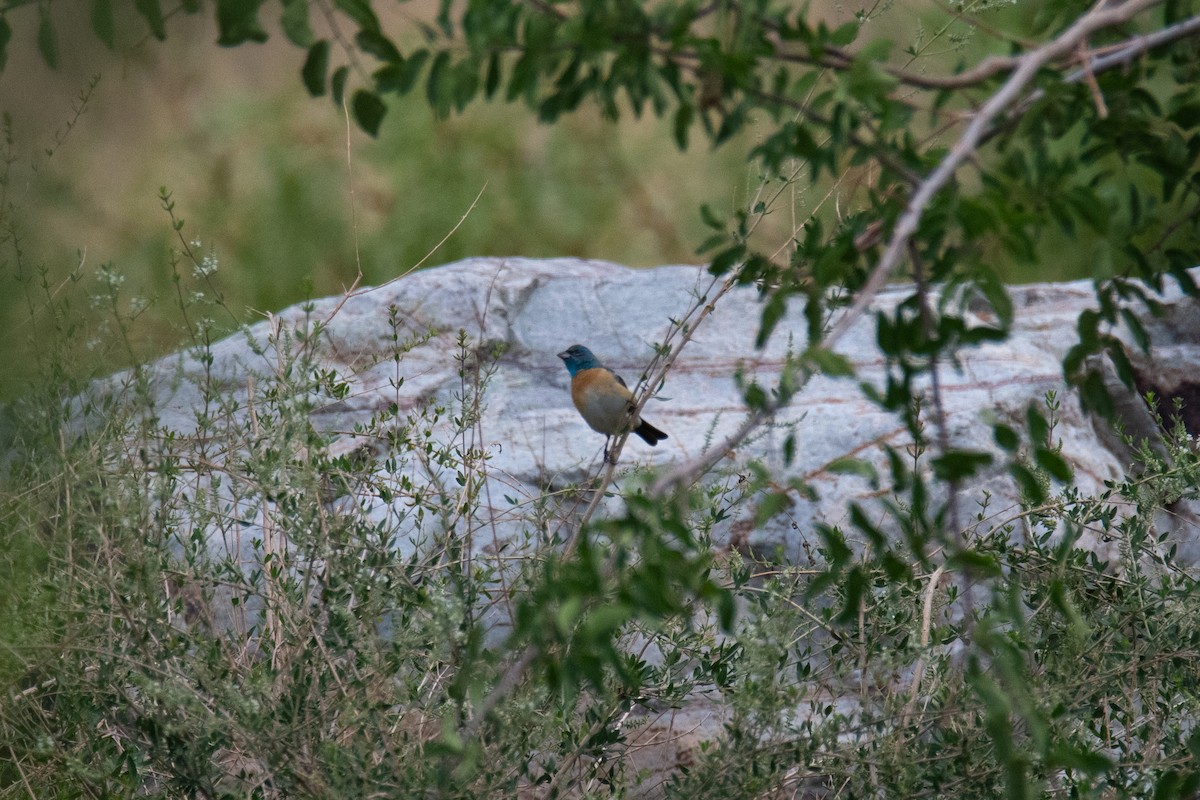 Lazuli Bunting - ML637209750
