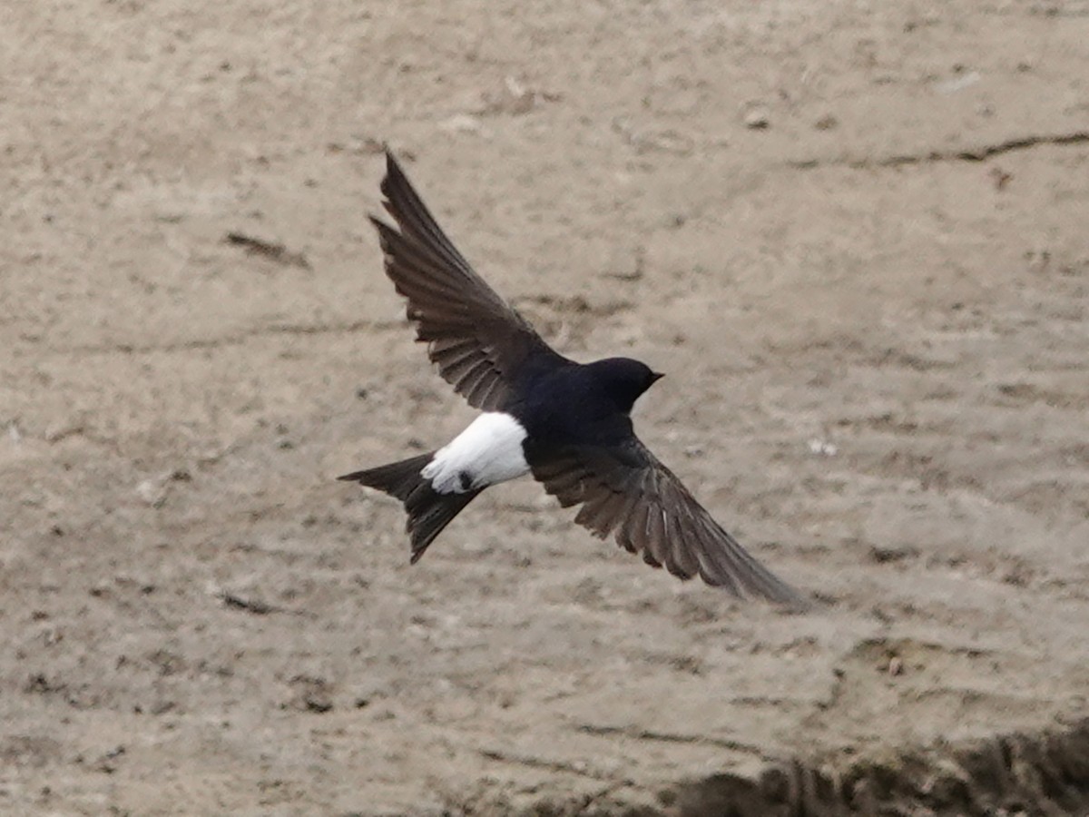 Western/Siberian House-Martin - ML637209752