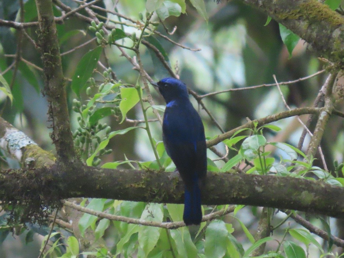 Large Niltava - ML637209756