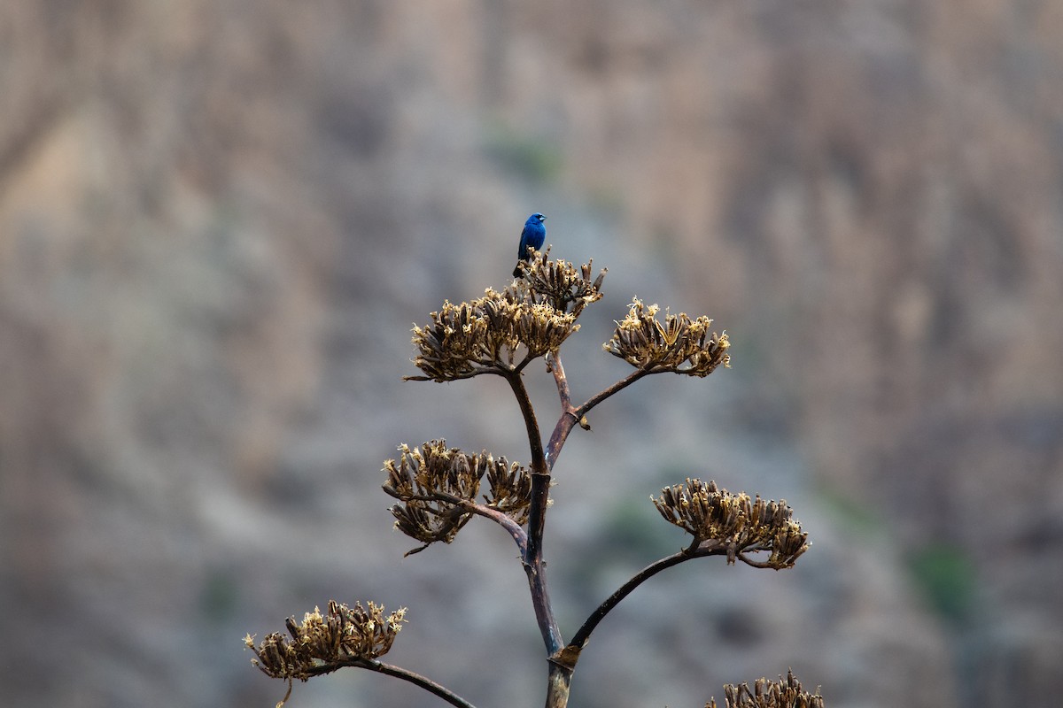 Blue Grosbeak - ML637209759
