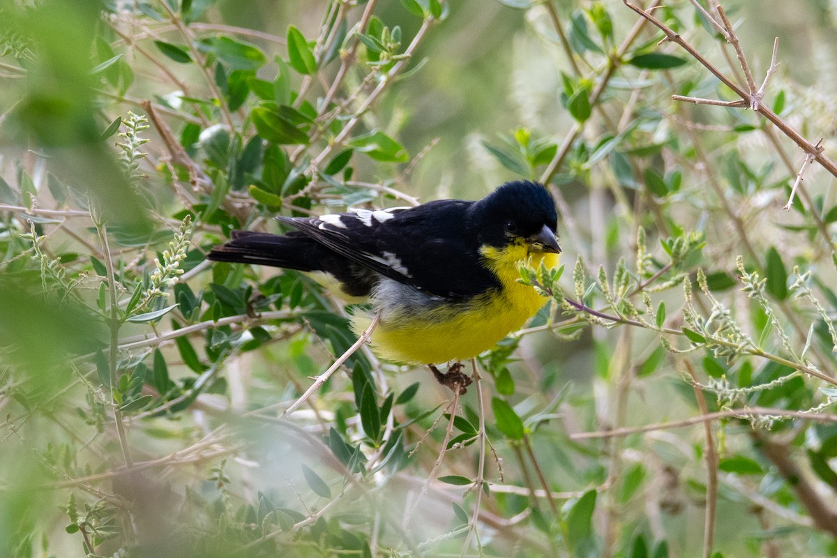 Lesser Goldfinch - ML637209781