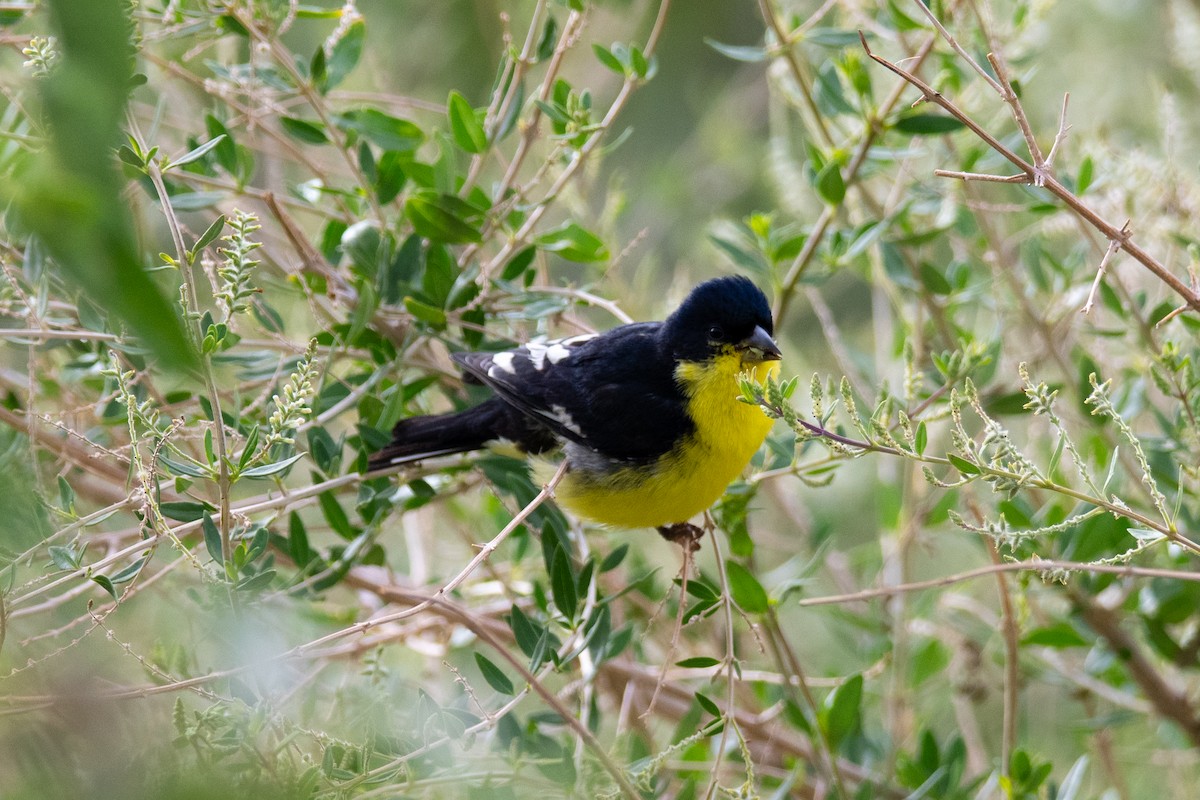 Lesser Goldfinch - ML637209782