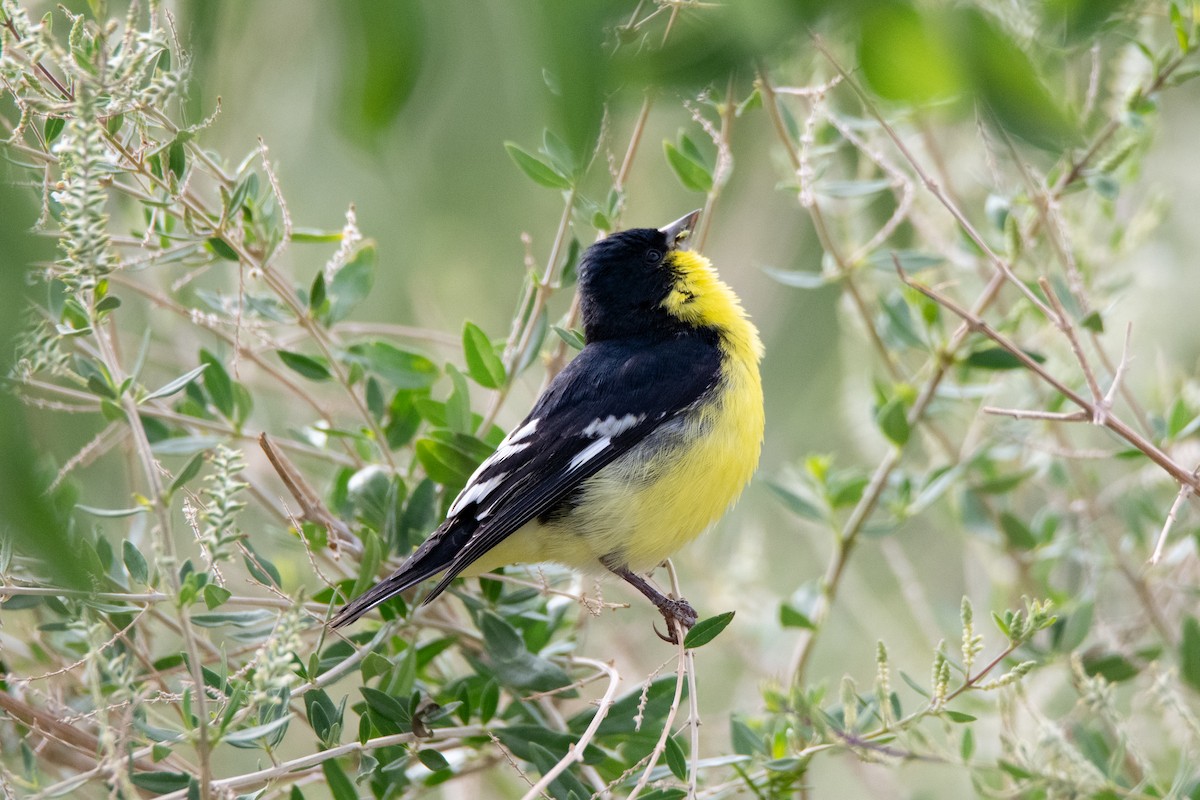 Lesser Goldfinch - ML637209783