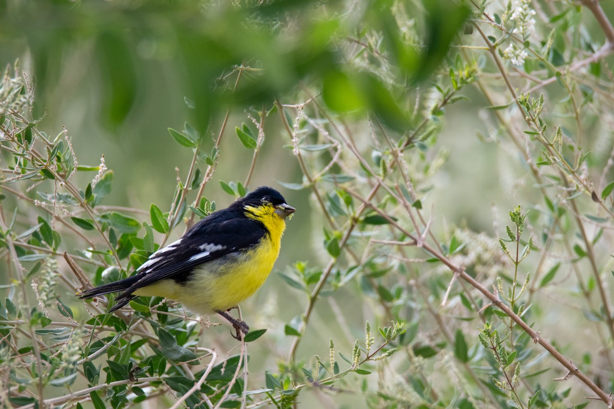 Lesser Goldfinch - ML637209784