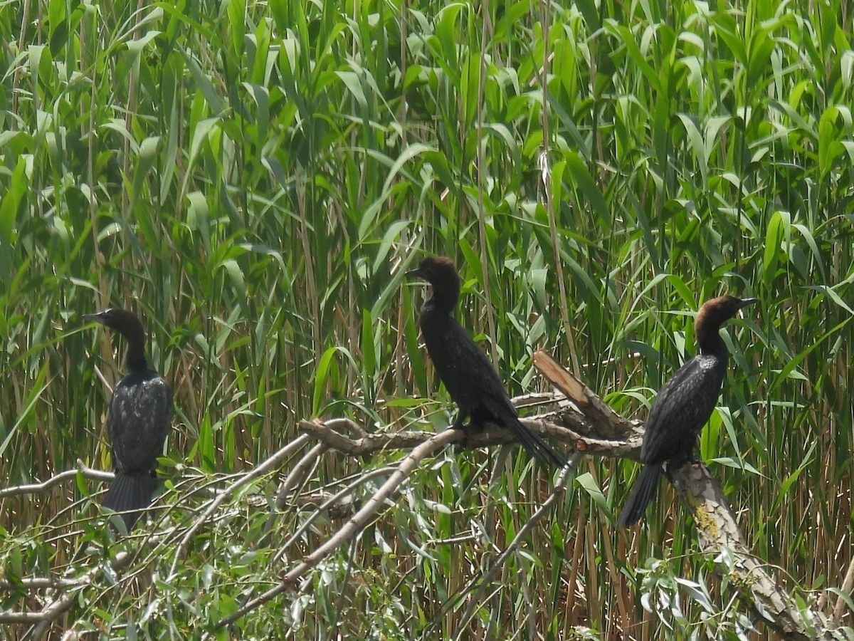Pygmy Cormorant - ML637209823