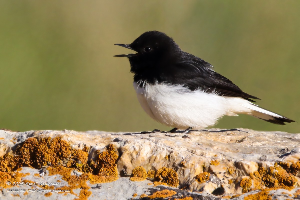 Hume's Wheatear - ML637209841