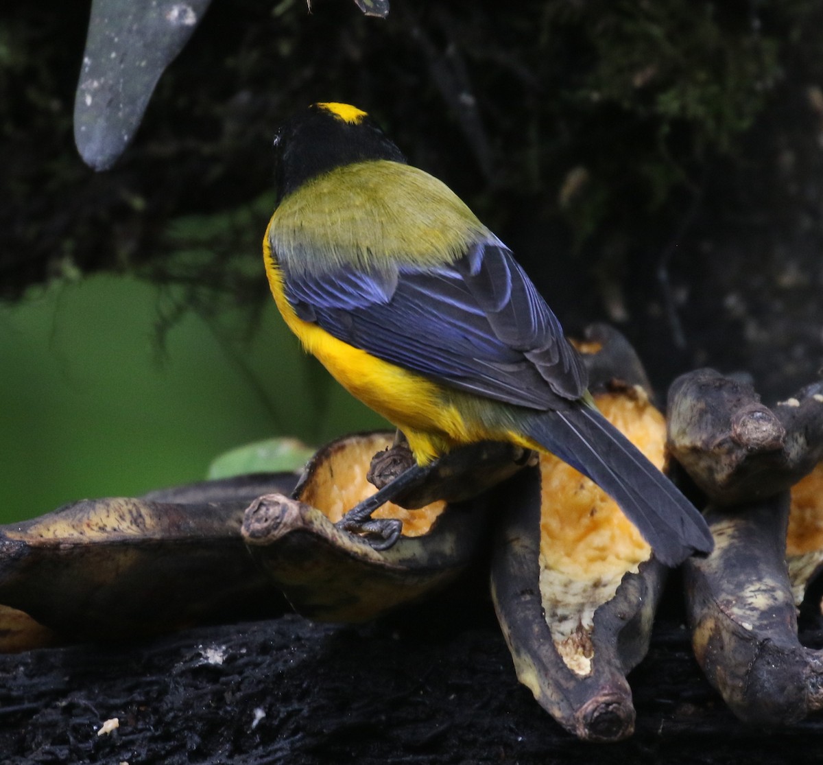 Black-chinned Mountain Tanager - ML637209846